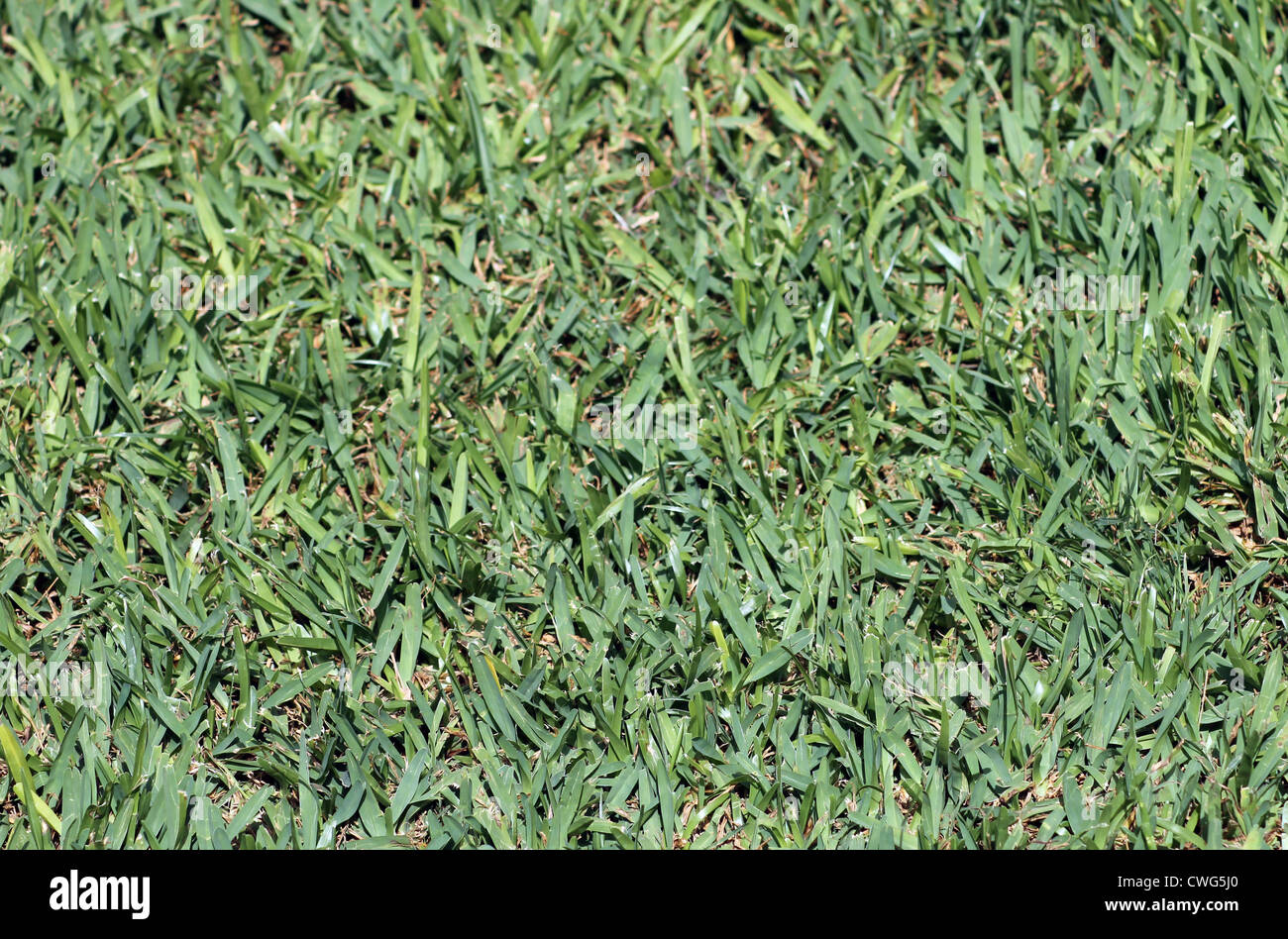 Zusammenfassung Hintergrund von üppig grünem Rasen. Stockfoto