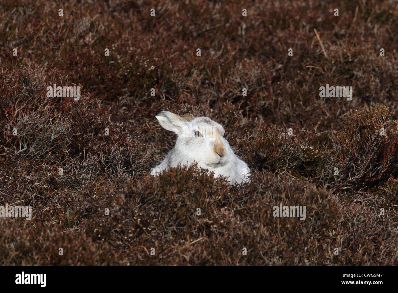 Berg (oder blau) Hase Lepus Timidus Shetland Islands, Schottland, UK Stockfoto