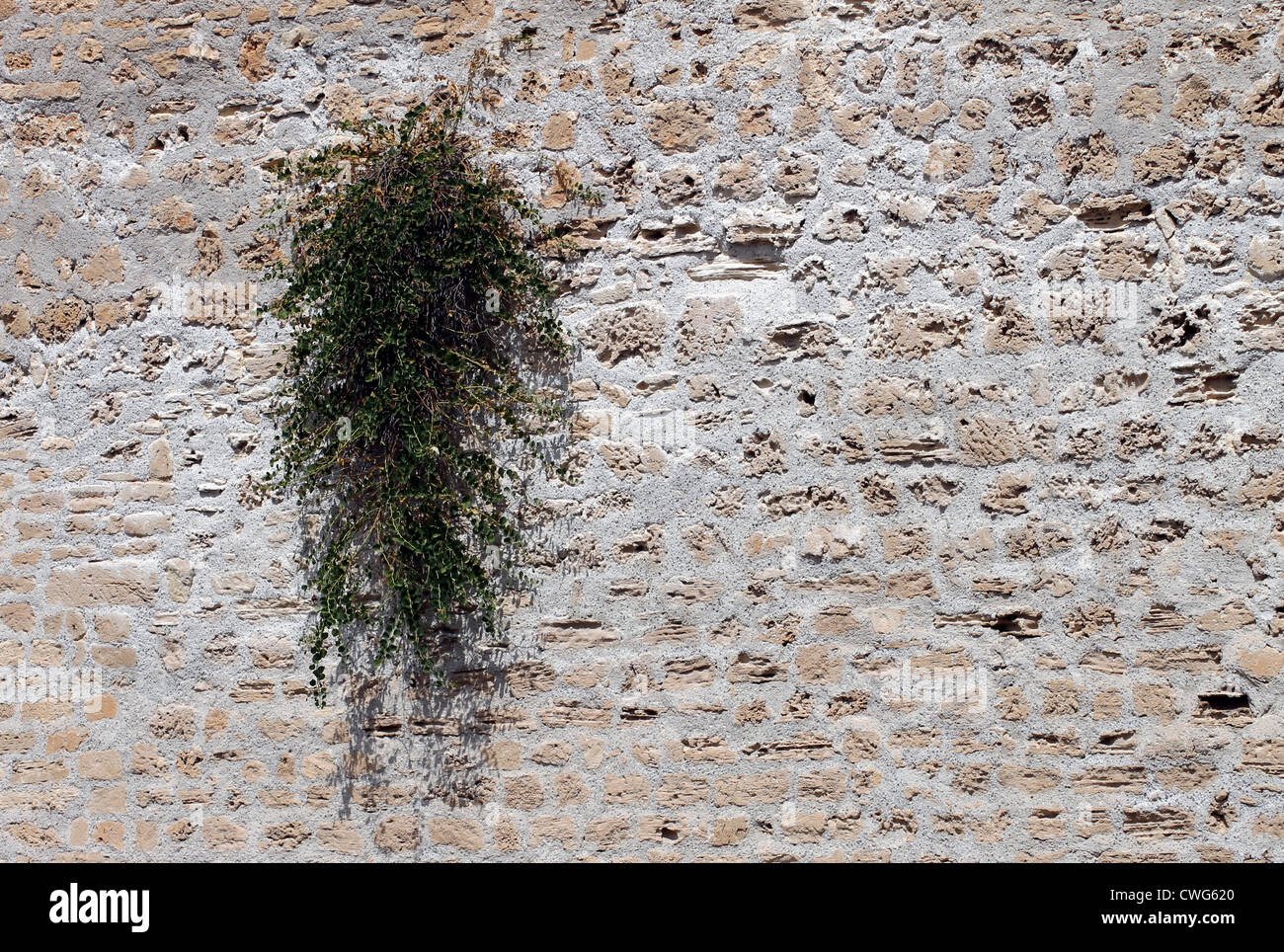 Pflanze wächst auf alten Mauer mit strukturierter Oberfläche und Kopie. Stockfoto