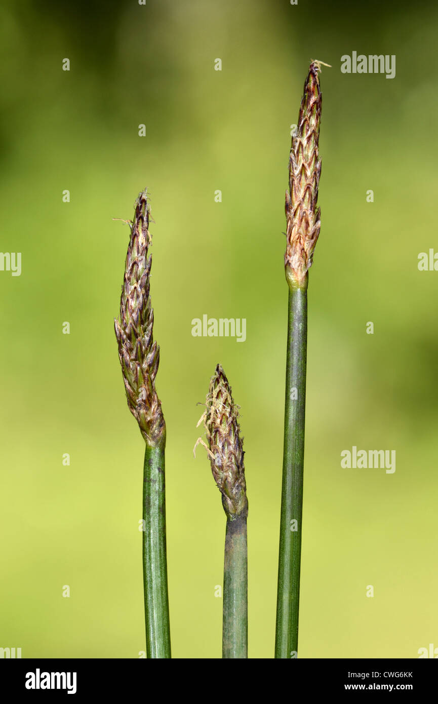 GEMEINSAMEN SPIKE-RUSH Eleocharis Palustris (Cyperaceae) Stockfoto