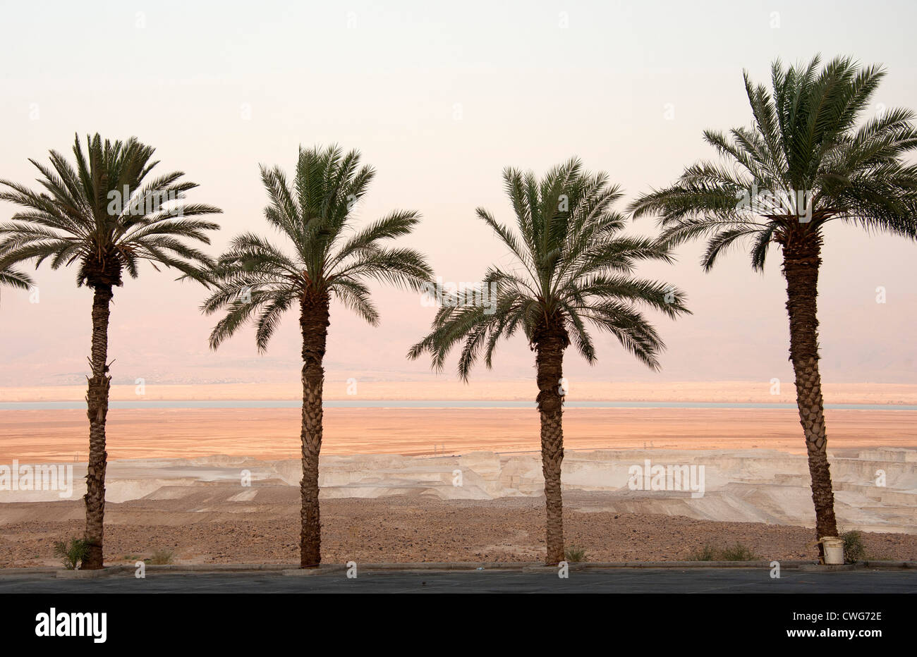 Einen Ausblick auf die Wüste mit dem Toten Meer in der Ferne und Palmen Bäume im Vordergrund, Israel Stockfoto