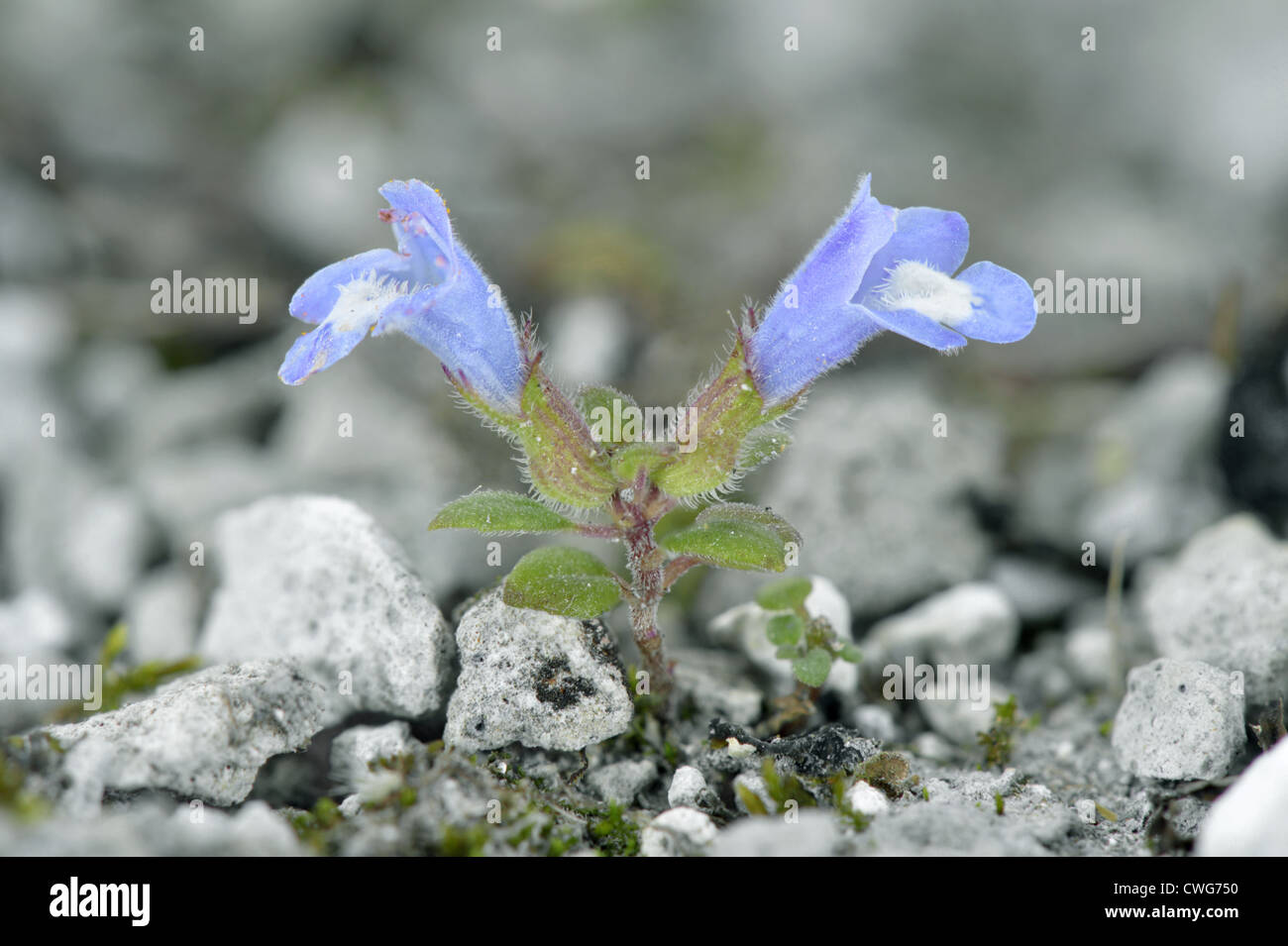 Basilikum-Thymian Clinopodium Acinos (Lamiaceae) Stockfoto