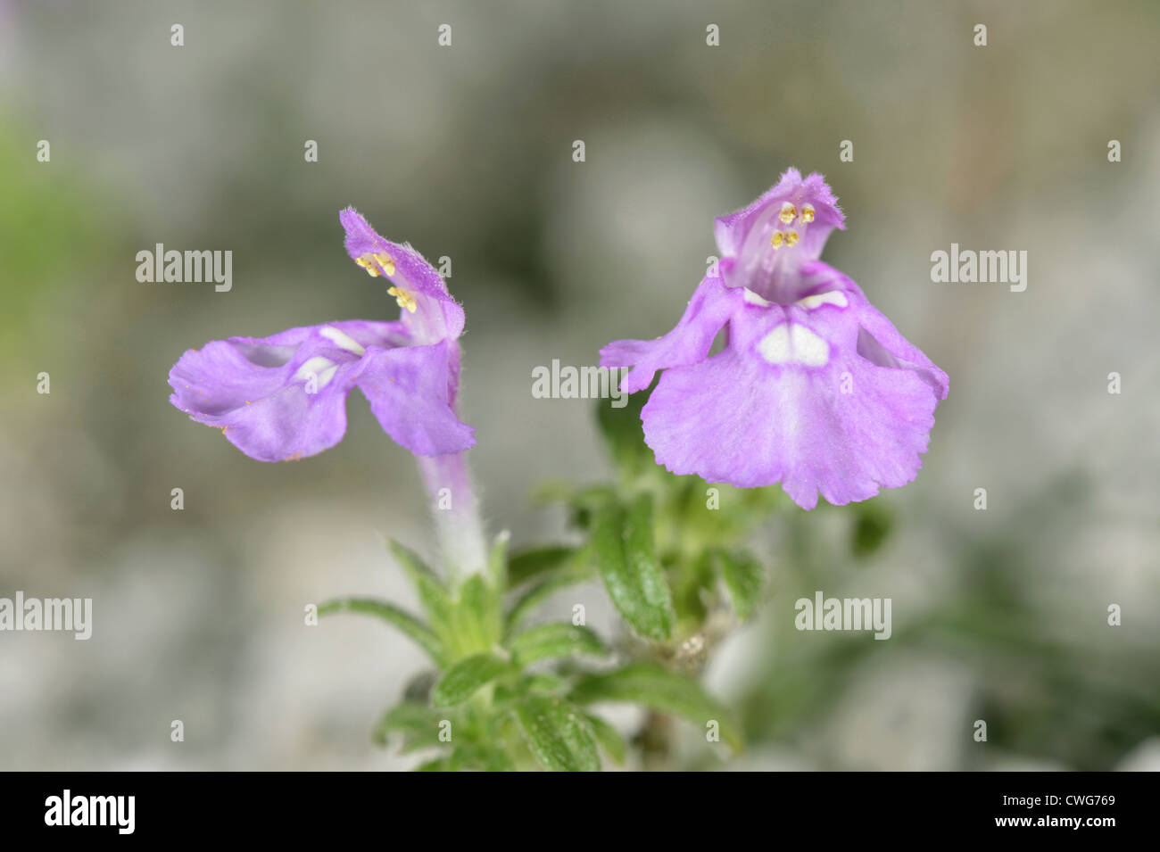 ROTEN Hanf-BRENNNESSEL Galeopsis Angustifolia (Lamiaceae) Stockfoto