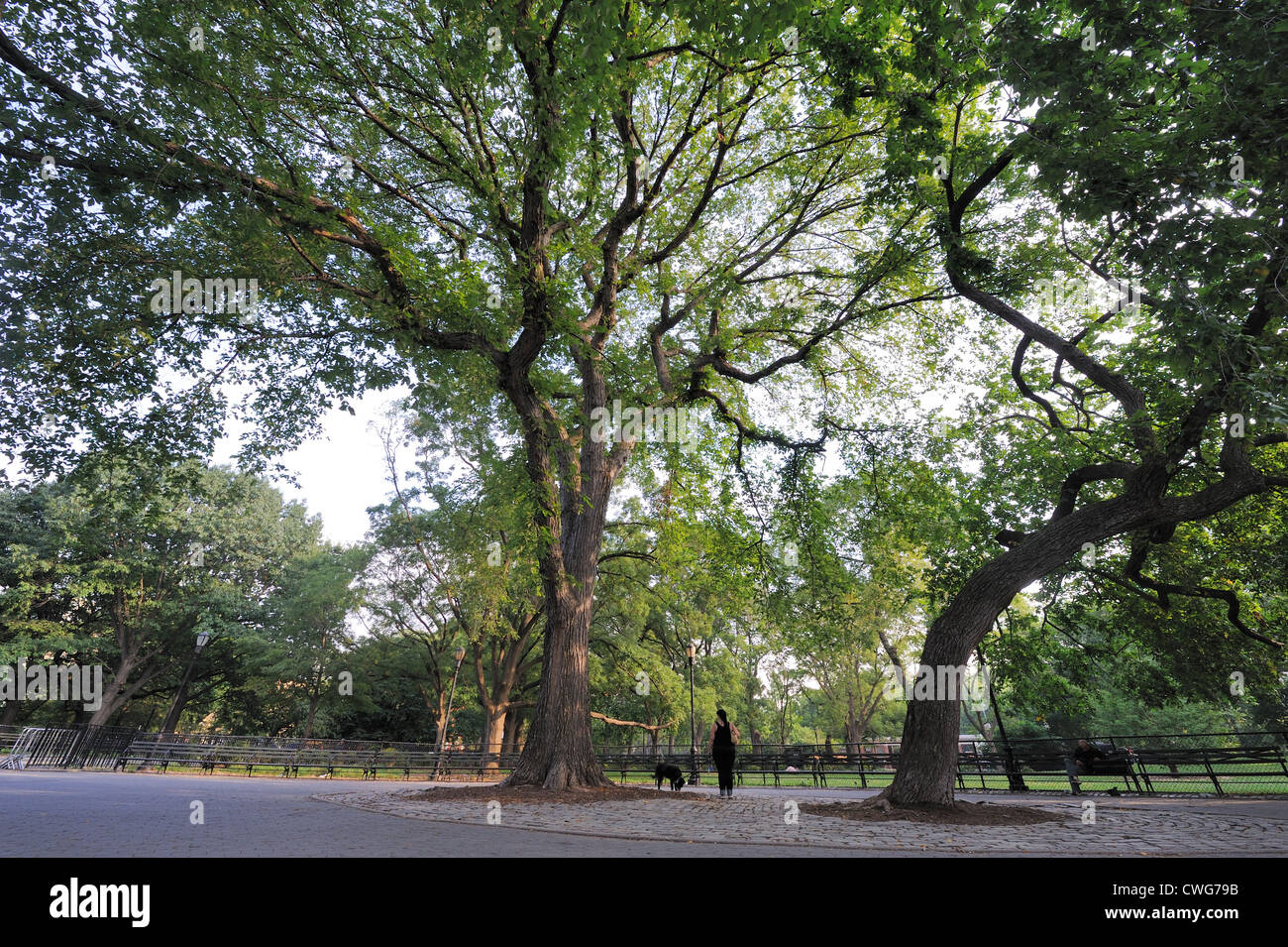 Manhattans Tompkins Square Park, eröffnet im Jahre 1850, hat eine große Sammlung von amerikanischen Ulmen (Ulmus Americana). Stockfoto