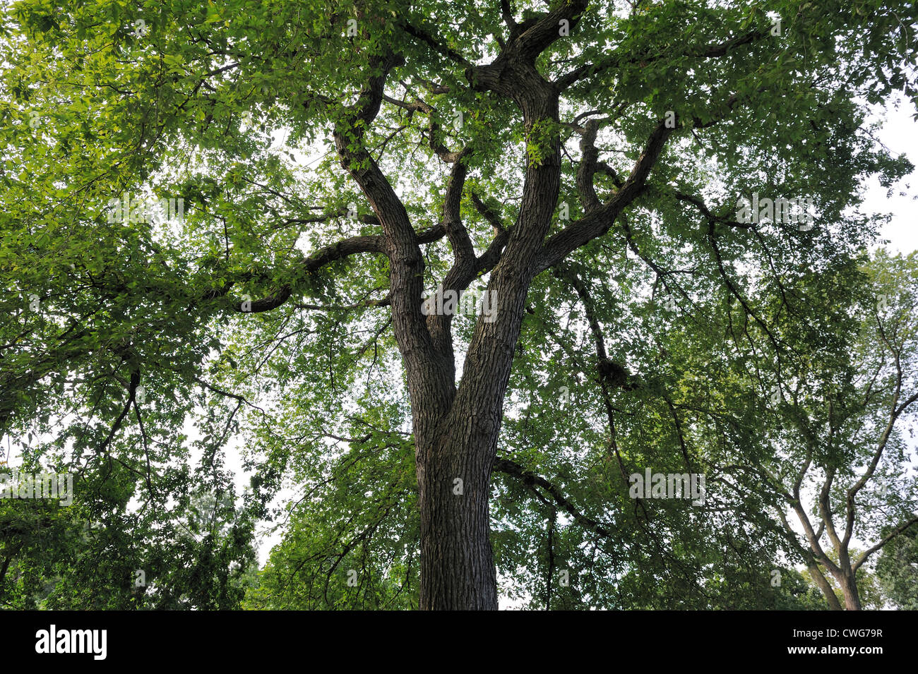 Eines der majestätischen amerikanische Ulmen im Tompkins Square Park in East Village in Manhattan. Der Baum ist etwa 150 Jahre alt. Stockfoto