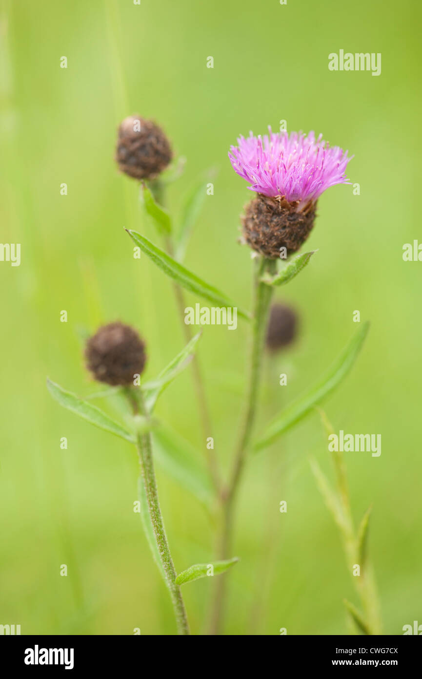 Gemeinsamen Flockenblume, Centaurea nigra Stockfoto