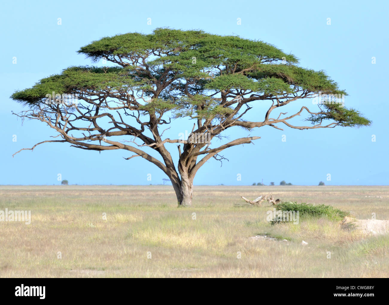 Regenschirm Akazie auf den Ebenen von Amboseli Stockfoto