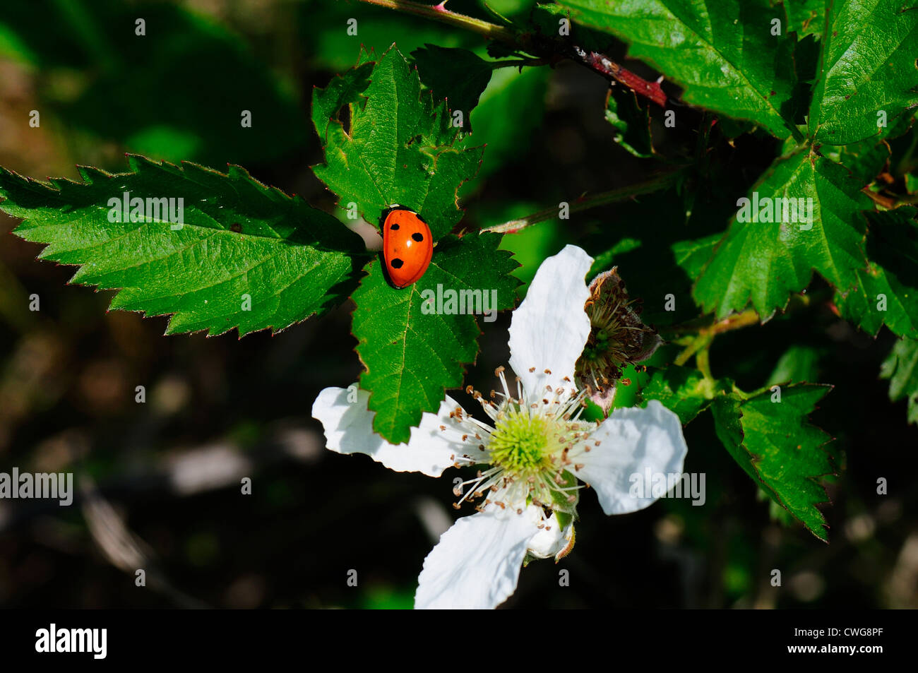 BlackBerry-Blüte mit Marienkäfer Stockfoto