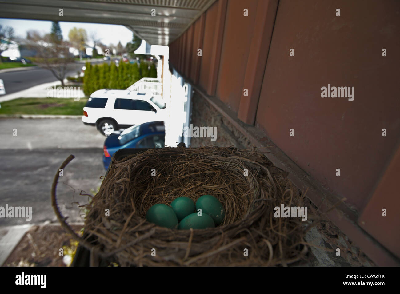 Ein Robin-Nest mit Eiern gebaut in einer Glühbirne Vorrichtung eine Außenwand eines Hauses. Stockfoto
