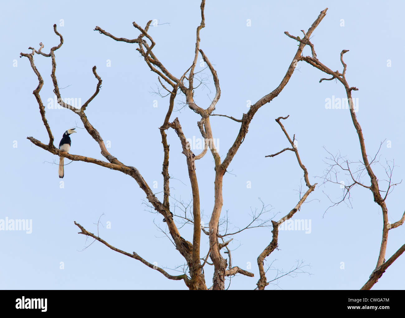 Oriental Pied Hornbill, Anthracoceros Albirostris, sitzen in einem toten Baum, Sabah, Malaysia Stockfoto