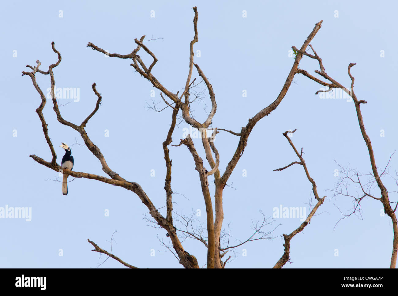Oriental Pied Hornbill, Anthracoceros Albirostris, sitzen in einem toten Baum, Sabah, Malaysia Stockfoto