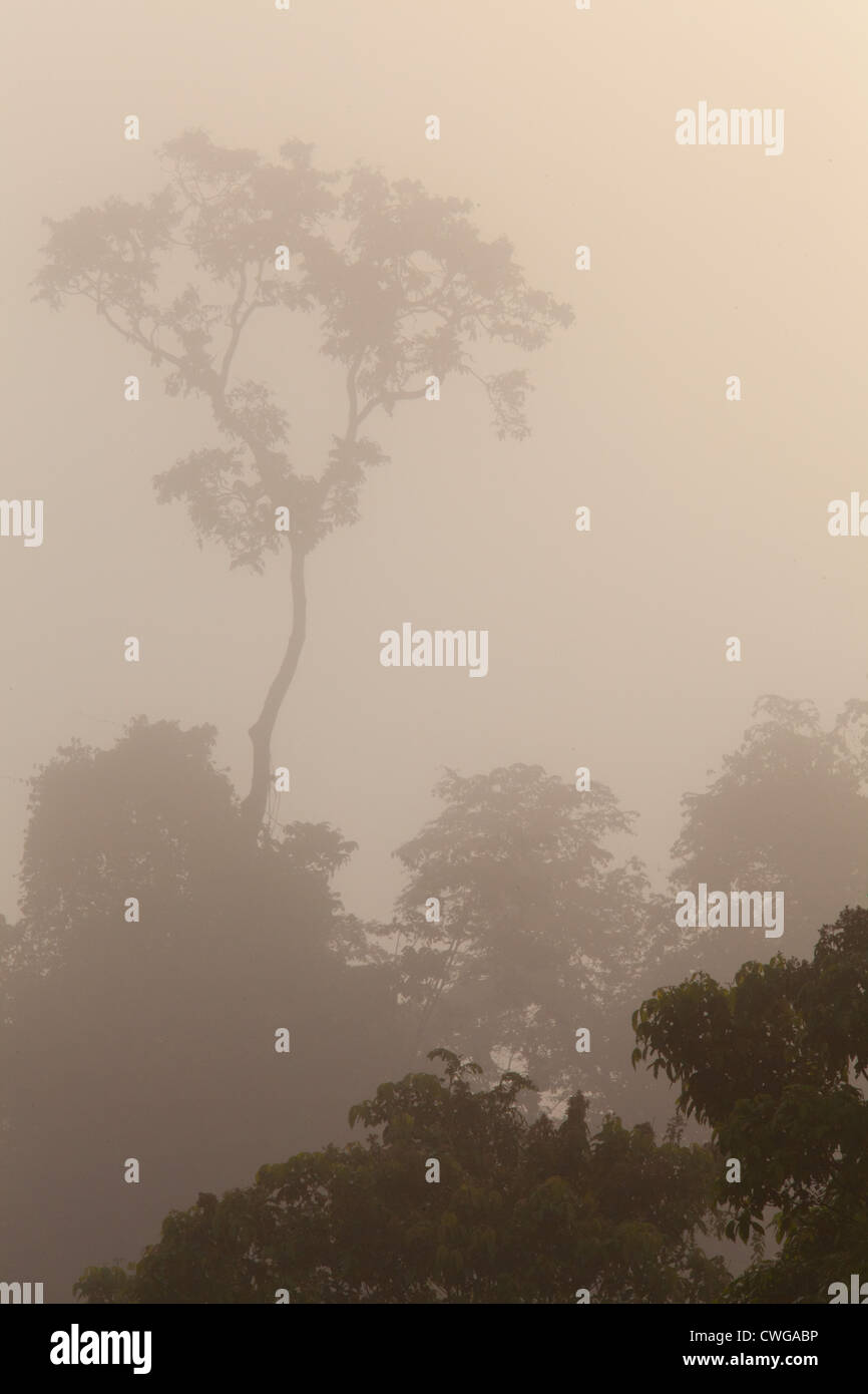 Nebel über Regenwald, Sabah, Malaysia Stockfoto