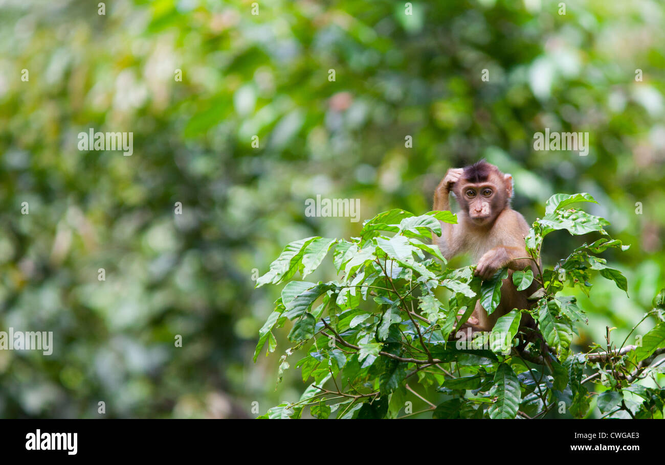 Schwein-tailed Macaque, Macaca Nemestrina, sitzt in einem Baum, Sabah, Malaysia Stockfoto