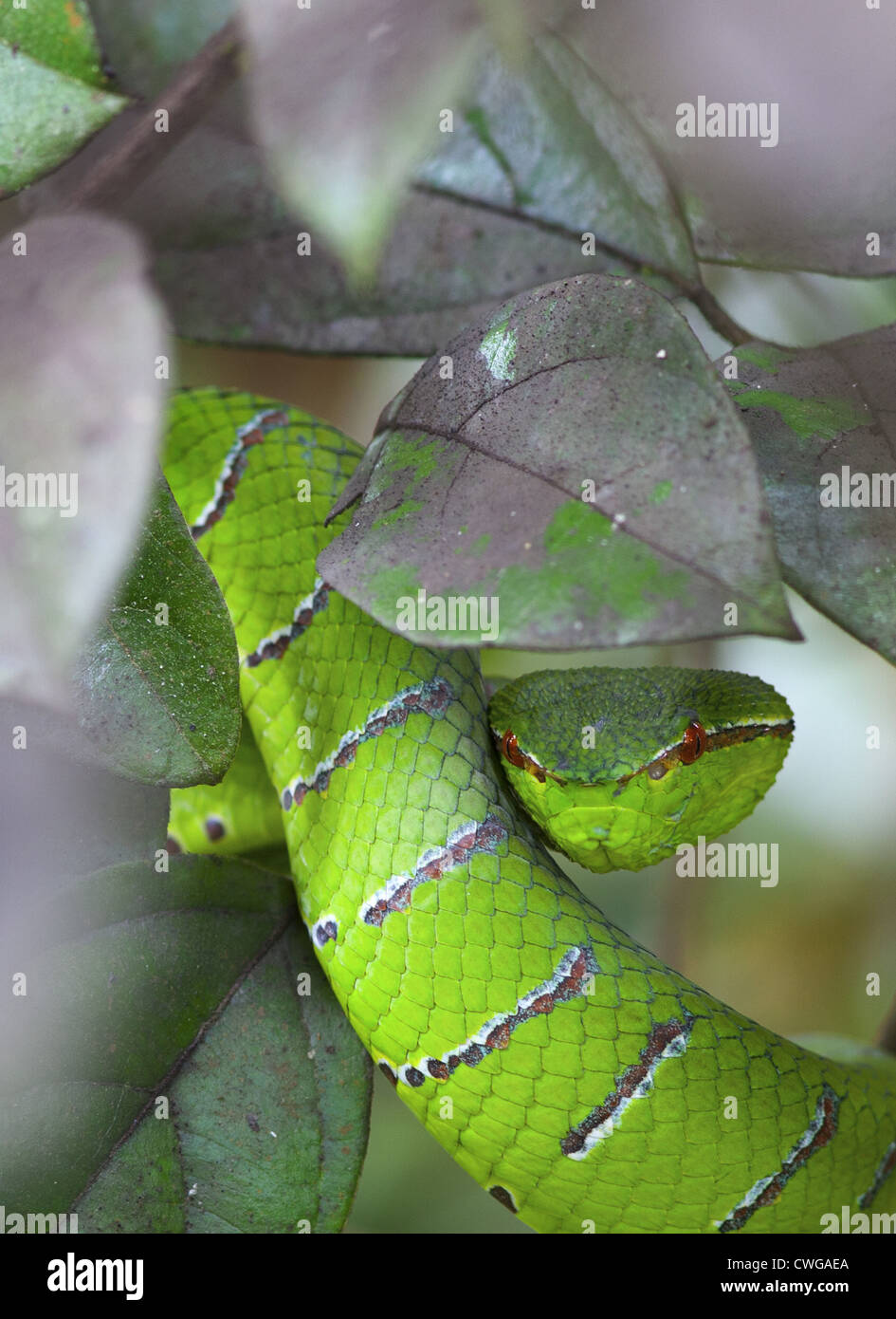 Grün-Grubenotter, Tropidolaemus Subannulatus, Sabah, Malaysia Stockfoto