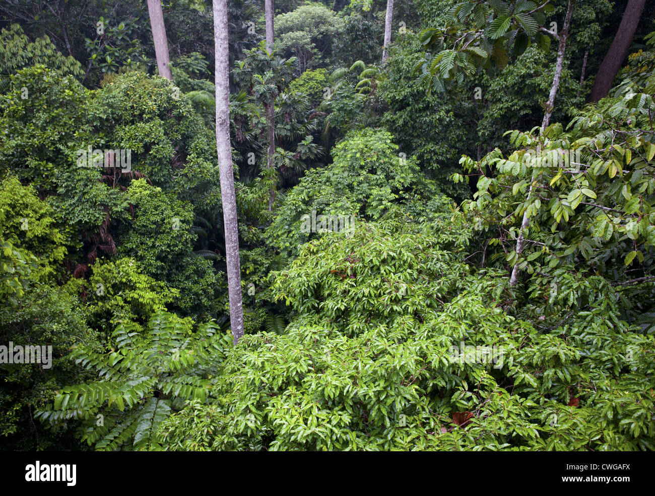 Tropischer Regenwald im Rainforest Discovery Centre, Sabah, Malaysia Stockfoto