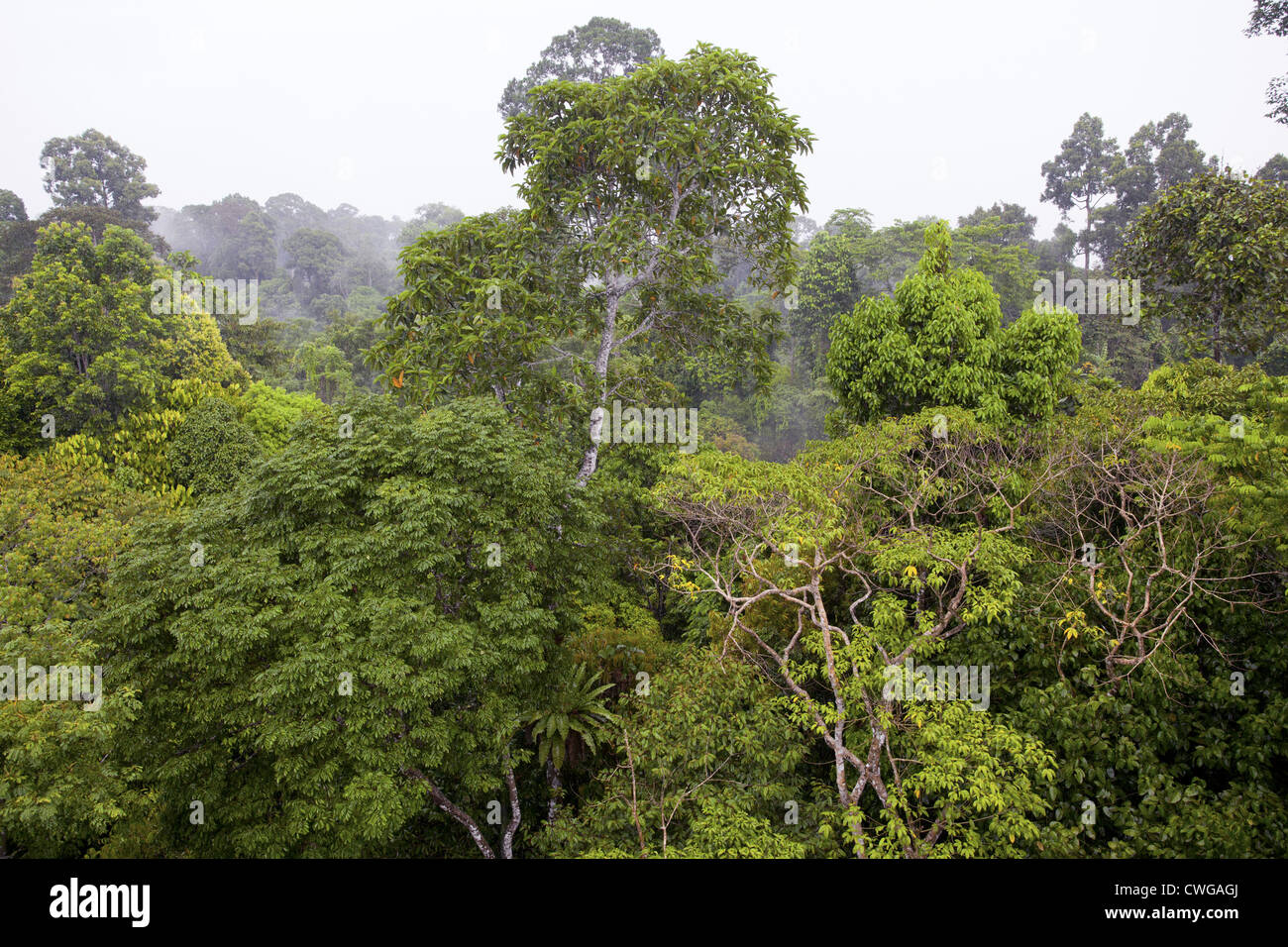 Tropischer Regenwald im Rainforest Discovery Centre, Sabah, Malaysia Stockfoto