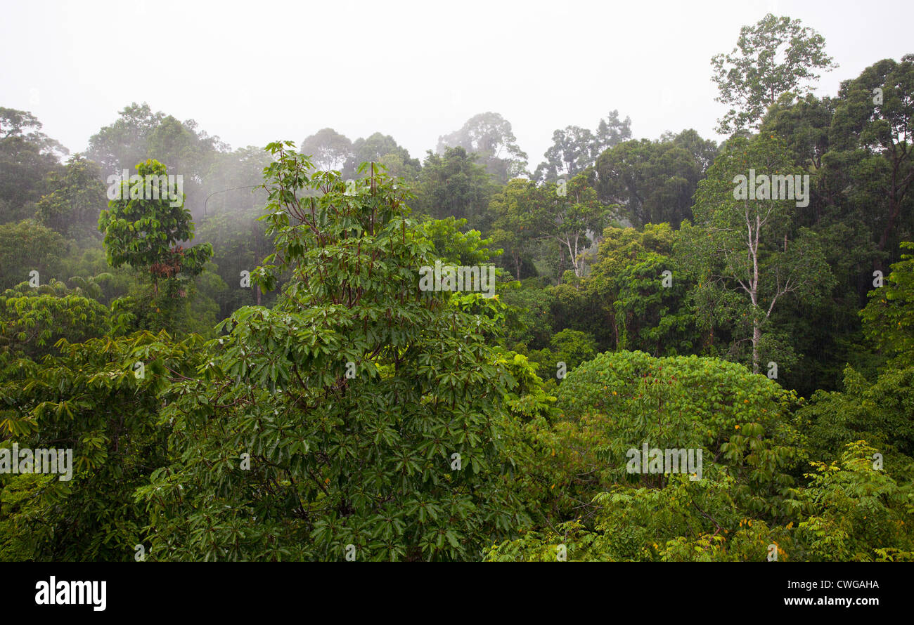 Tropischer Regenwald im Rainforest Discovery Centre, Sabah, Malaysia Stockfoto