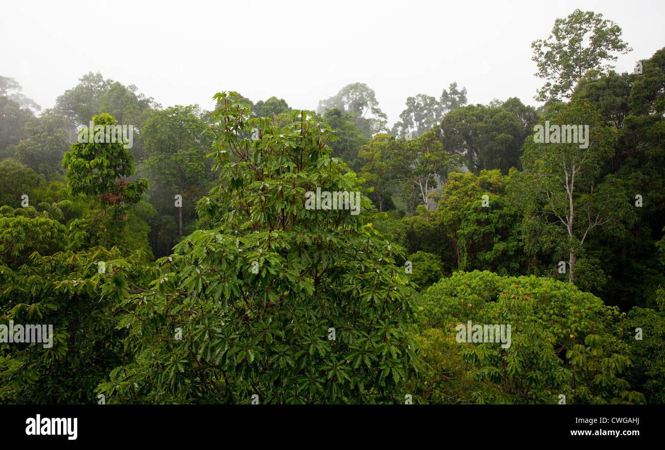 Tropischer Regenwald im Rainforest Discovery Centre, Sabah, Malaysia Stockfoto