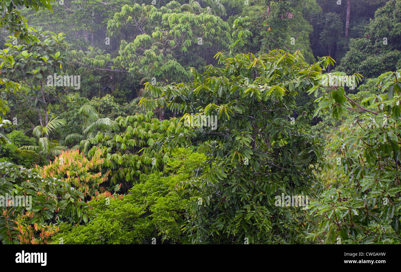 Tropischer Regenwald im Rainforest Discovery Centre, Sabah, Malaysia Stockfoto