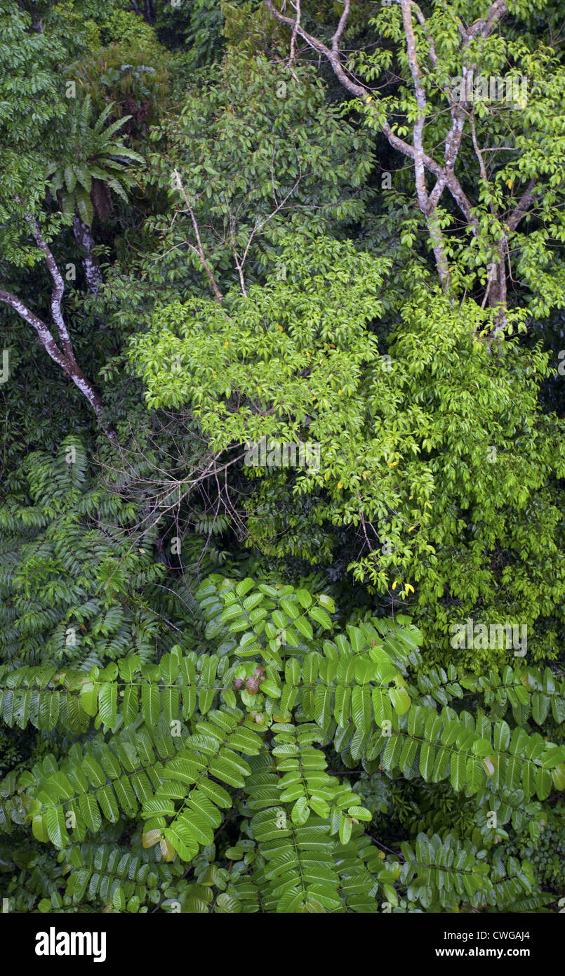 Tropischer Regenwald im Rainforest Discovery Centre, Sabah, Malaysia Stockfoto