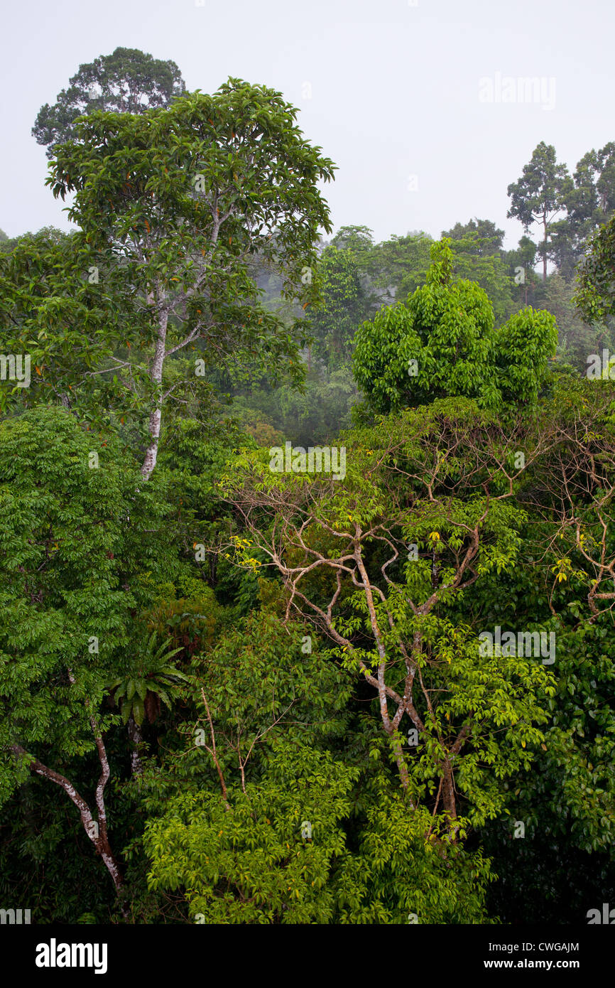 Tropischer Regenwald im Rainforest Discovery Centre, Sabah, Malaysia Stockfoto
