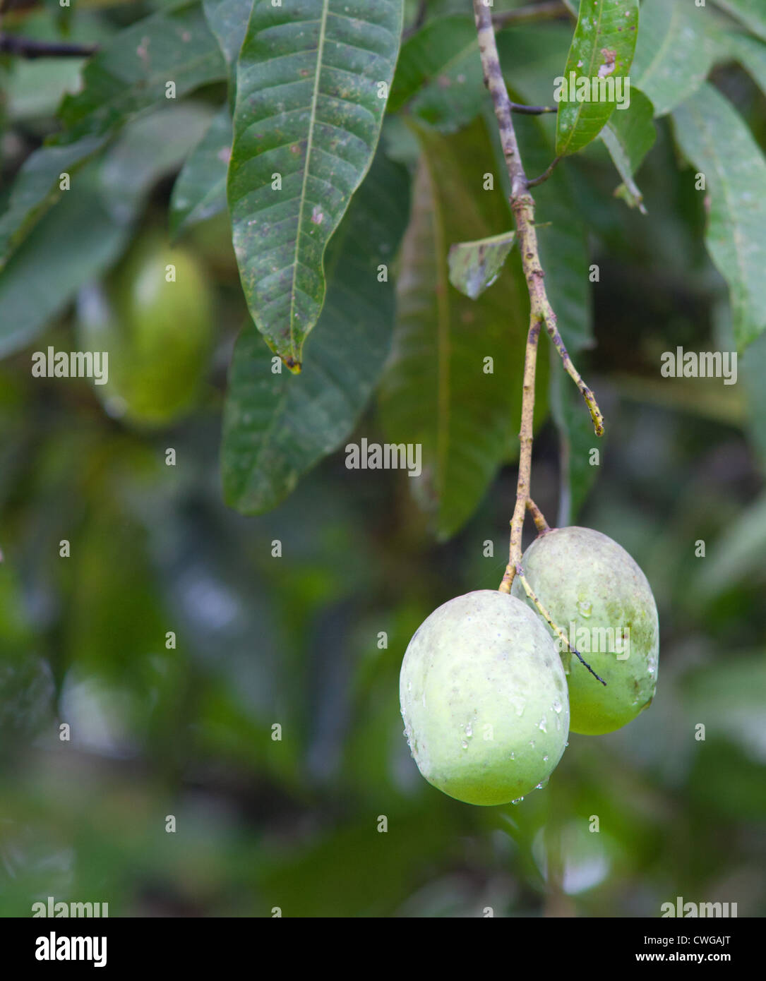 Grünen Mangos auf einem Baum, Sabah, Malaysia Stockfoto