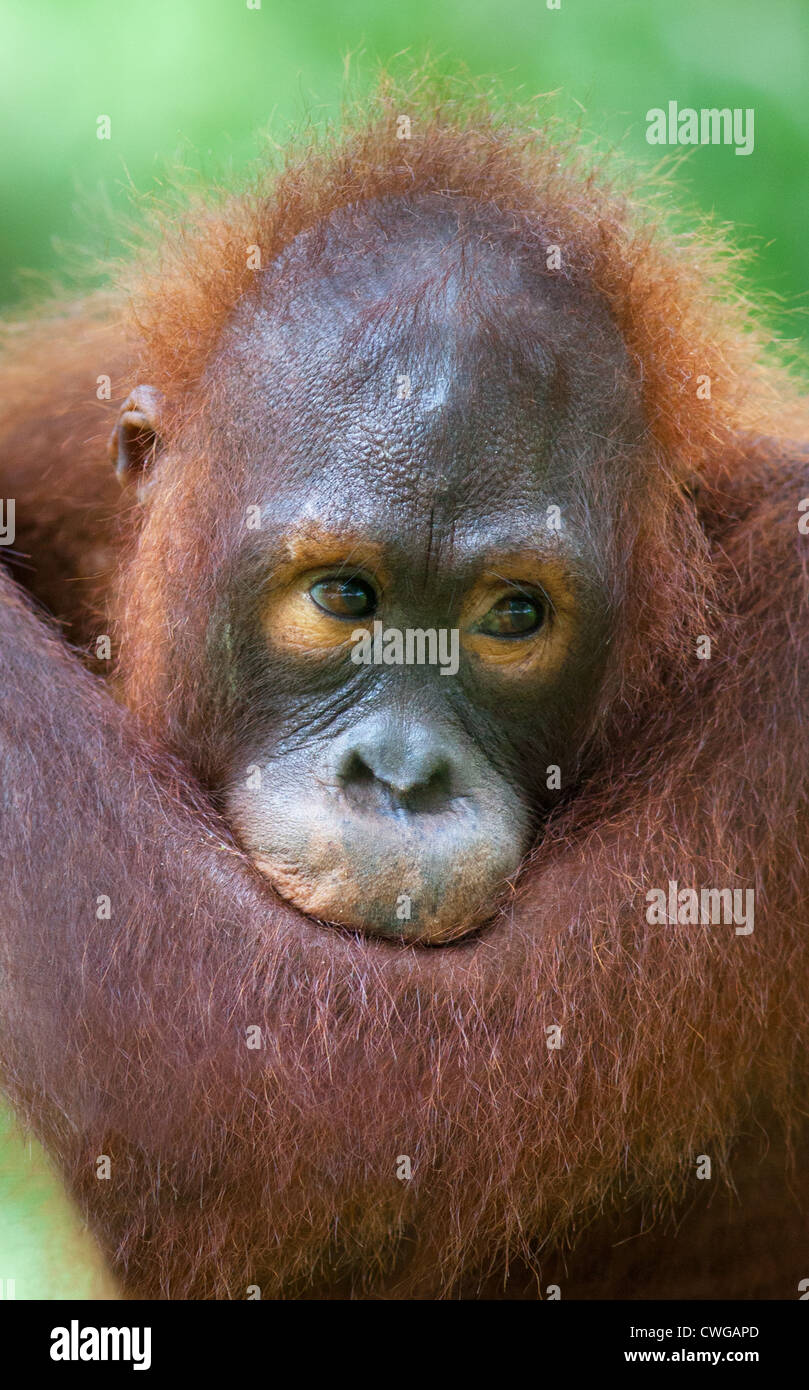 Junger Orang-Utan, Pongo Pygmaeus, Sabah, Malaysia Stockfoto