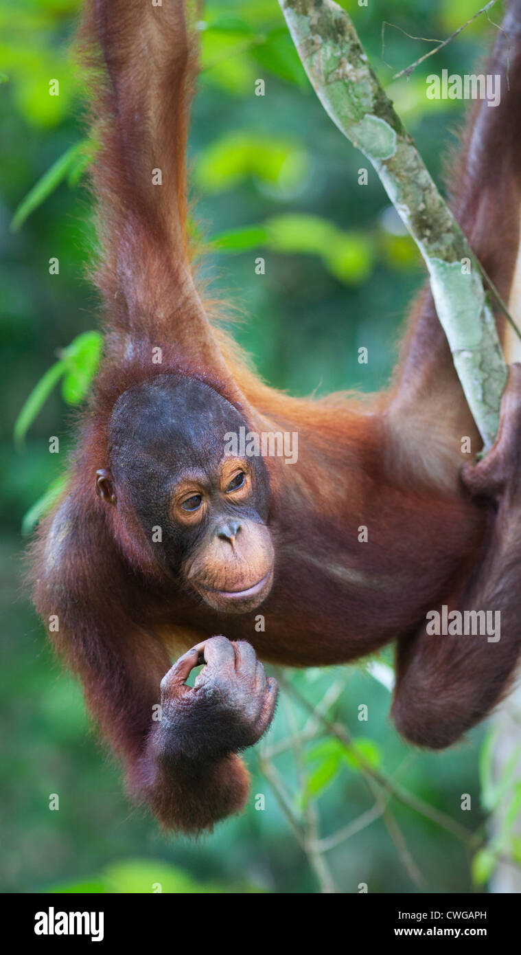 Junger Orang-Utan, Pongo Pygmaeus, Sabah, Malaysia Stockfoto