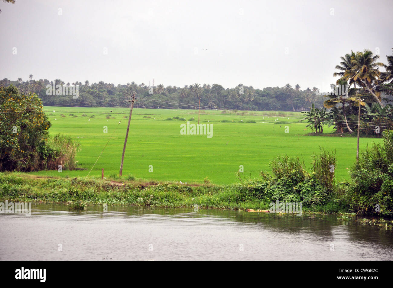 Reisfelder von Alleppey, Kerala, Indien Stockfoto