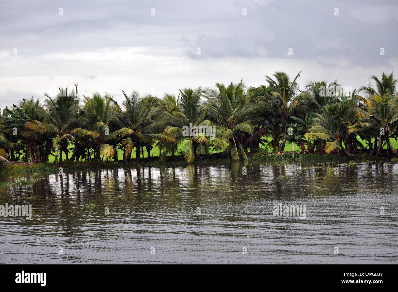 Kokospalmen gesäumt entlang der hinteren Gewässer von Alleppey, Kerala, Indien an einem bewölkten Tag. Stockfoto
