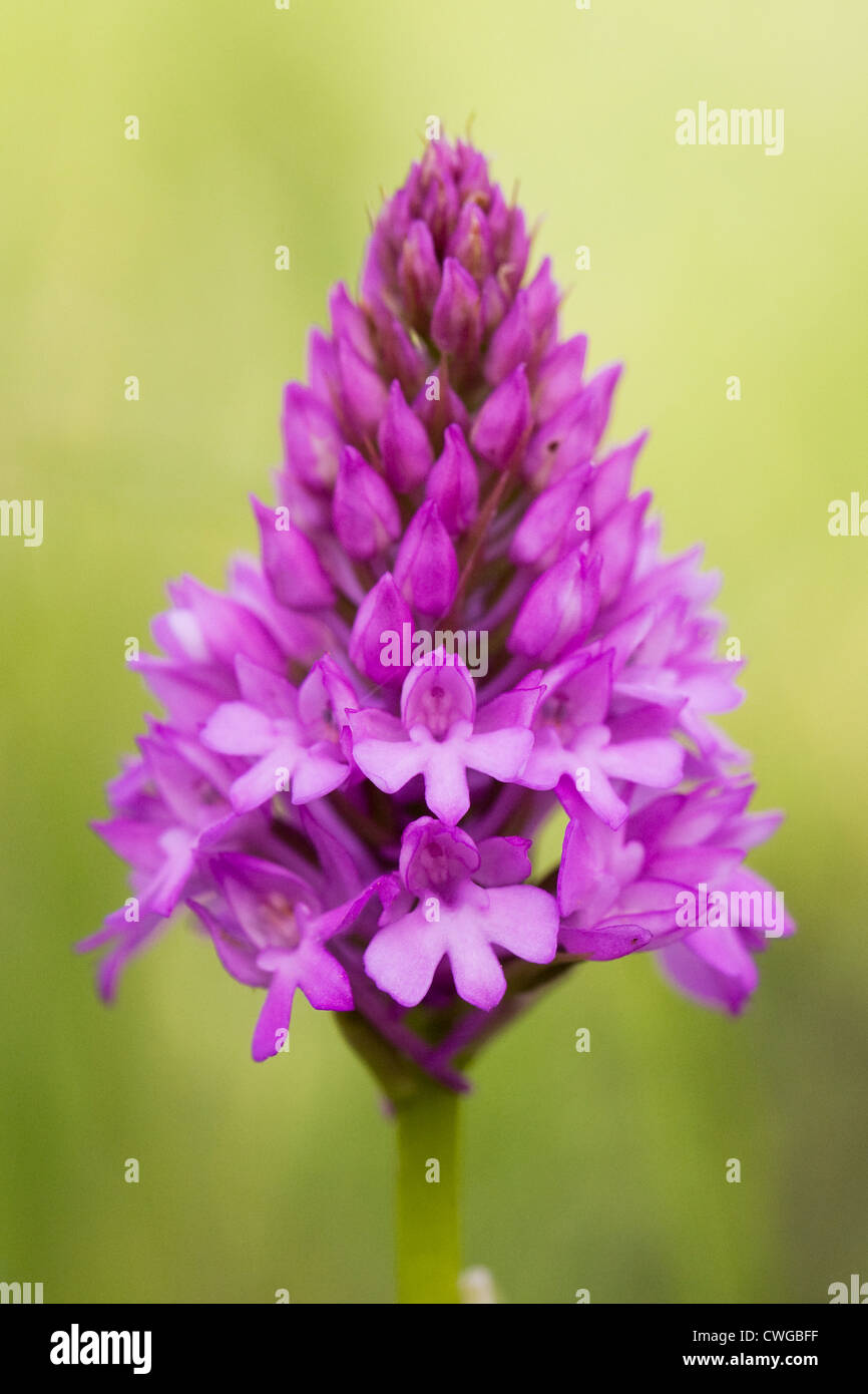 Anacamptis Pyramidalis. Pyramiden-Orchidee in einer Wildblumenwiese. Stockfoto