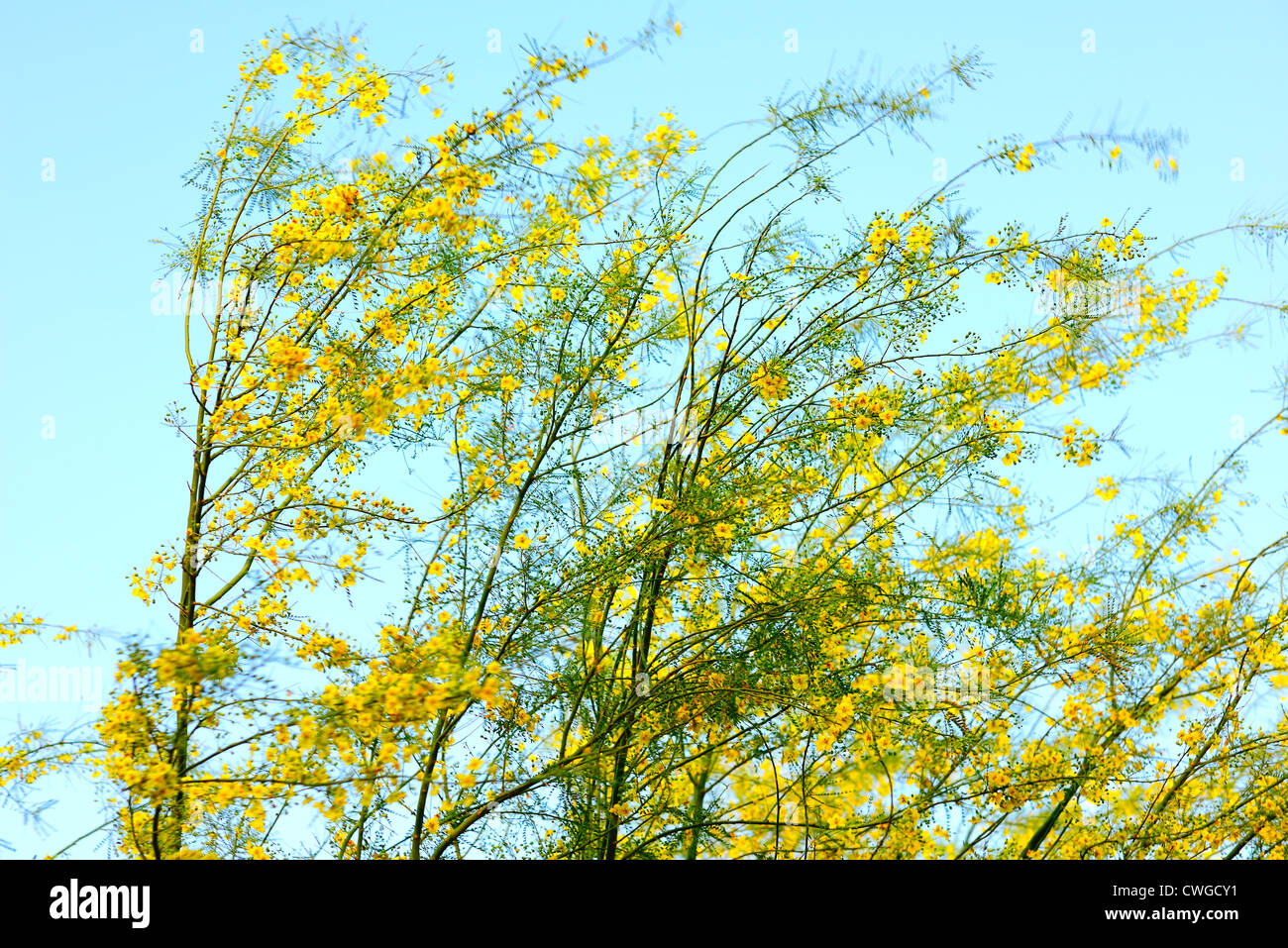 Palo Verde Mesquite Bäume im Wind geblasen Frühling Sommerbrise Farbe Stockfoto