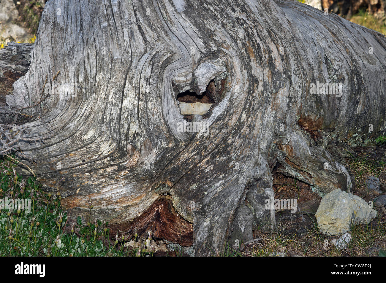 ein Nadelbaum stumpf, Susa-Tal, Piemont, Italien Stockfoto