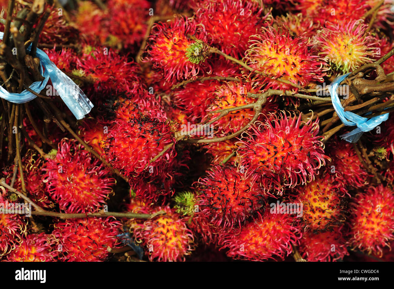 Malaysia, Borneo, Semporna, rote ramboutan Stockfoto