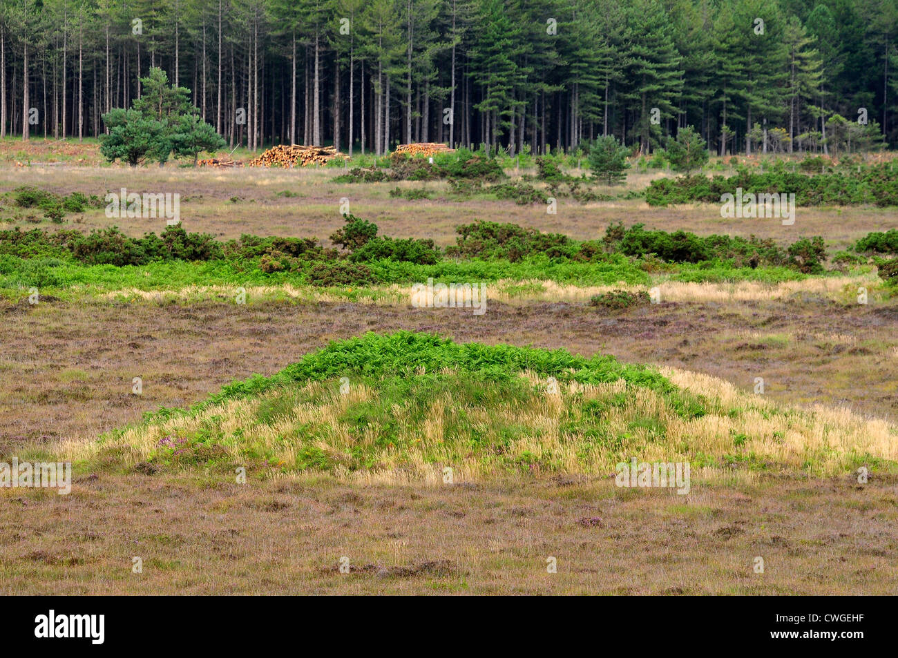 Ein Blick auf die Coombe Heide DWT Natur behalten. August 2012 Stockfoto