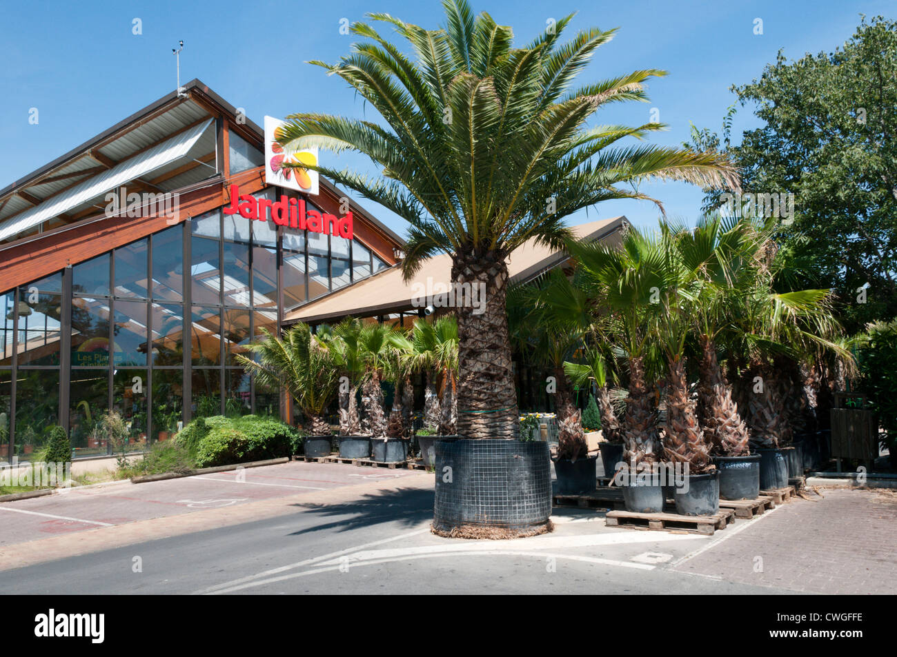 Große Palmen für Verkauf in Jardiland Gartencenter. Der Preis der großen Palme im Vordergrund ist 2.999 Euro. Stockfoto