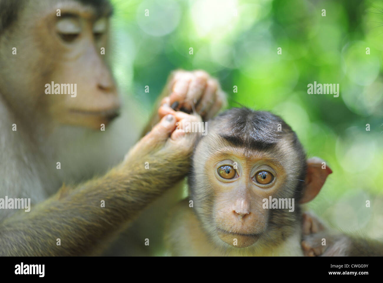 Malaysia, Borneo, Sepilok, südlichen Schwein-tailed Macaque (Macaca Nemestrina) Erwachsene Frau mit Baby im primären Regenwald lousing Stockfoto