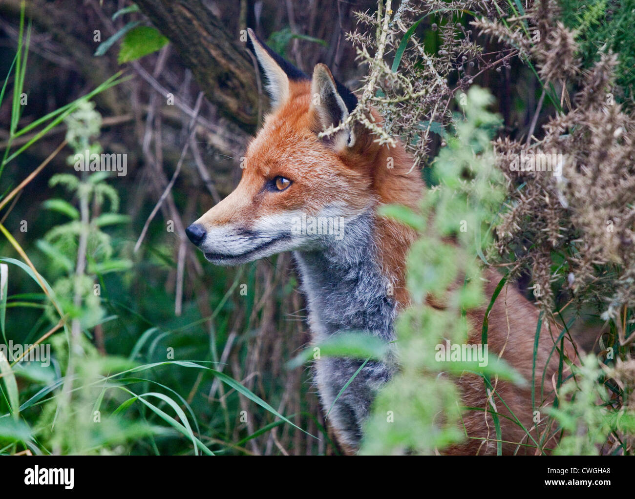 Europäischer roter Fuchs (Vulpes Vulpes) Stockfoto