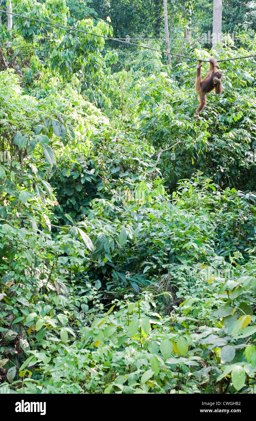 Malaysia, Borneo, Sepilok Orang-Utan im Regenwald Stockfoto