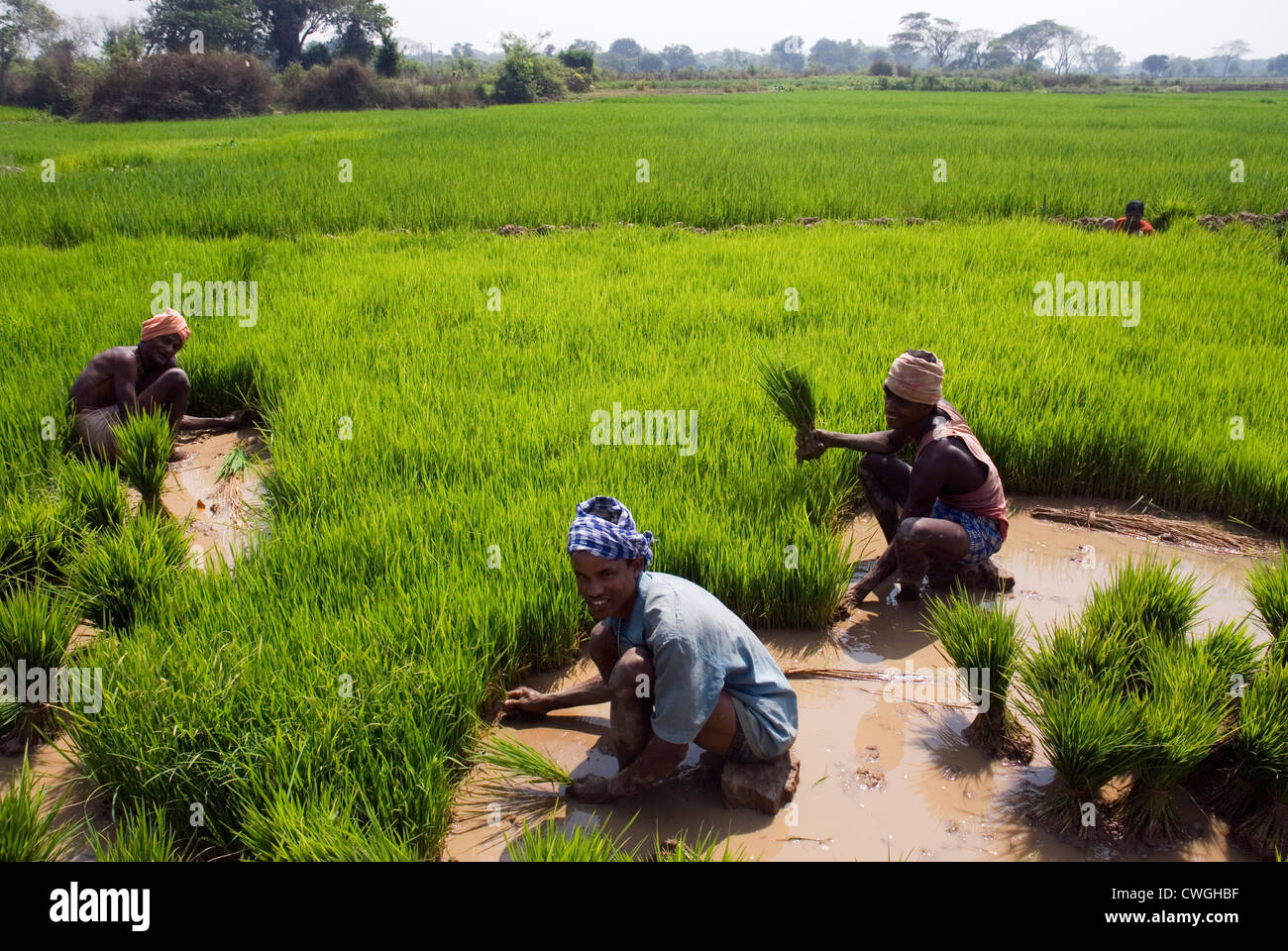 Indische Bauern in einem Reisfeld Paddy in Udaygiri, Orissa, Odisha, Indien, Südasien, Asien. Stockfoto