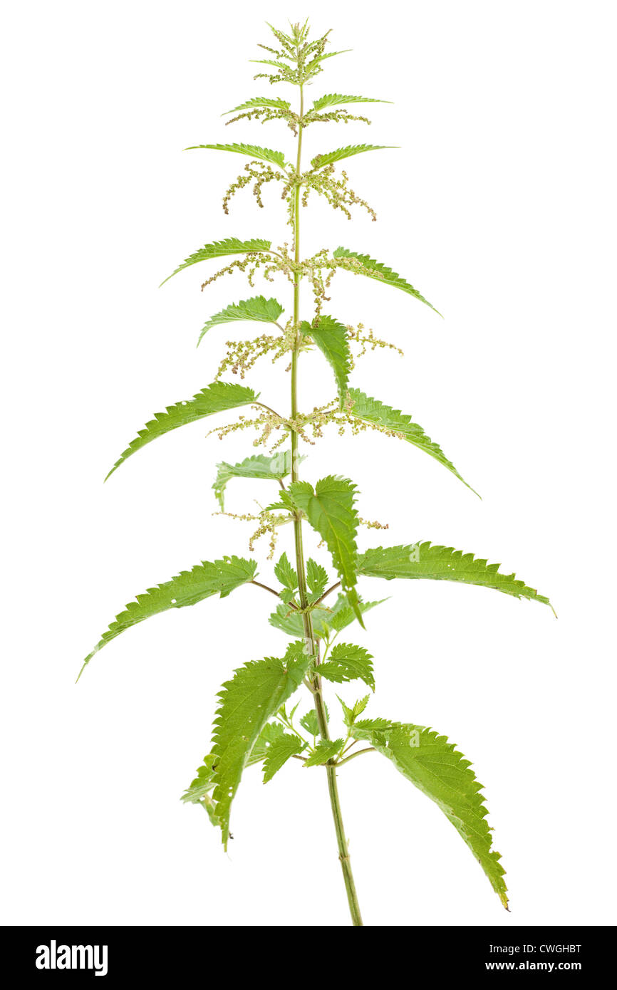 Frische grüne Brennessel (Urtica Dioica) auf weißem Hintergrund Stockfoto