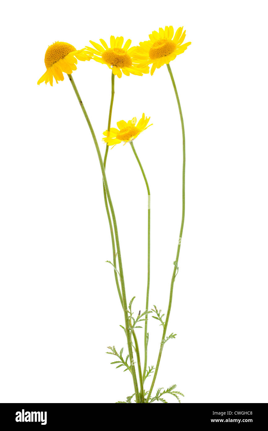 Blüten der gelbe Kamille auf weißem Hintergrund Stockfoto