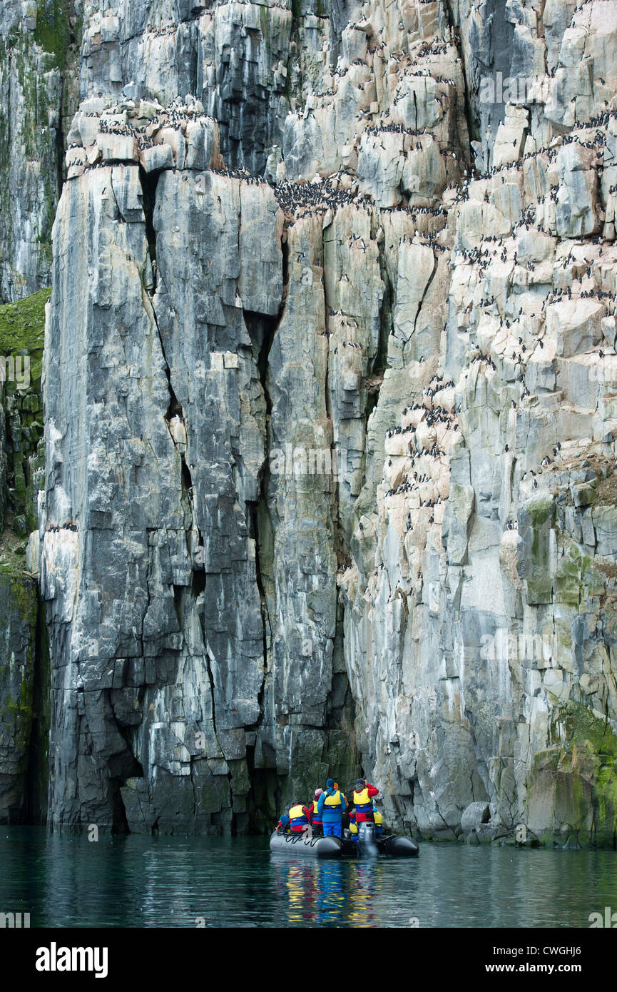 Zodiac cruise am Alkefjellet Vogel Felsen mit Brünnichs Trottellummen nisten, Uria Lomvia, Spitzbergen, Svalbard, Arktis Stockfoto