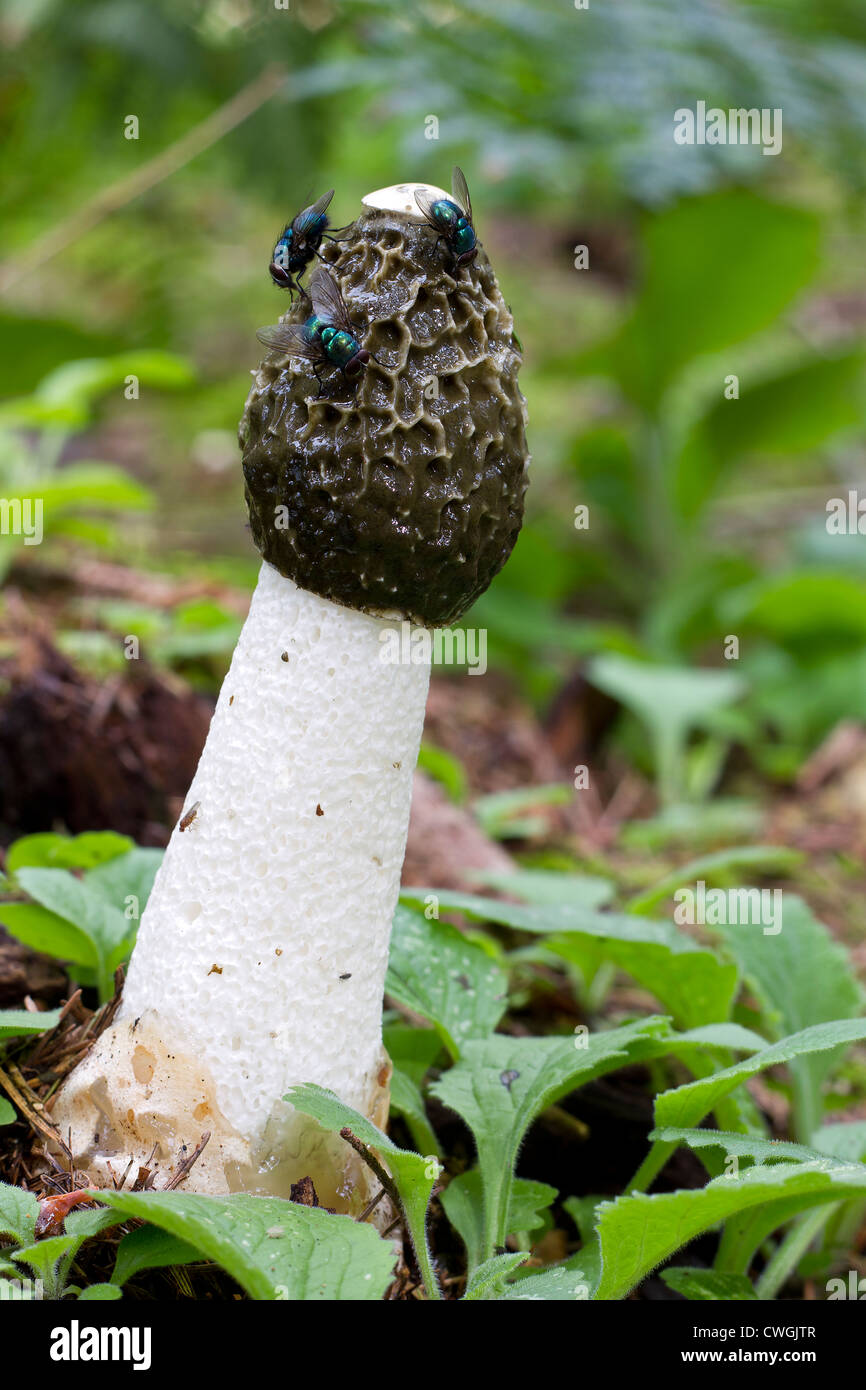 Pilz der Stinkmorchel (Phallus Impudicus) mit Greenbottle (Lucilia Sericata) fliegt auf Stockfoto
