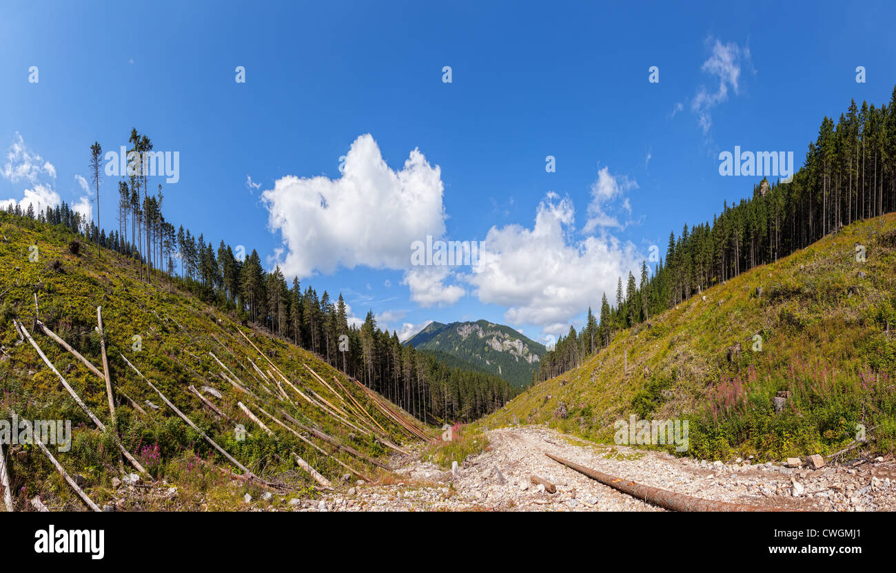 Panorama der zerstörten Wälder in Tatra, Polen. Stockfoto