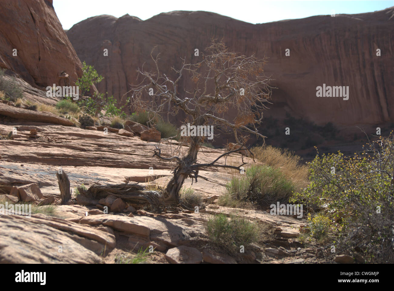 Corona arch Trail in Utah roten Berge Baum vor Bergen Stockfoto