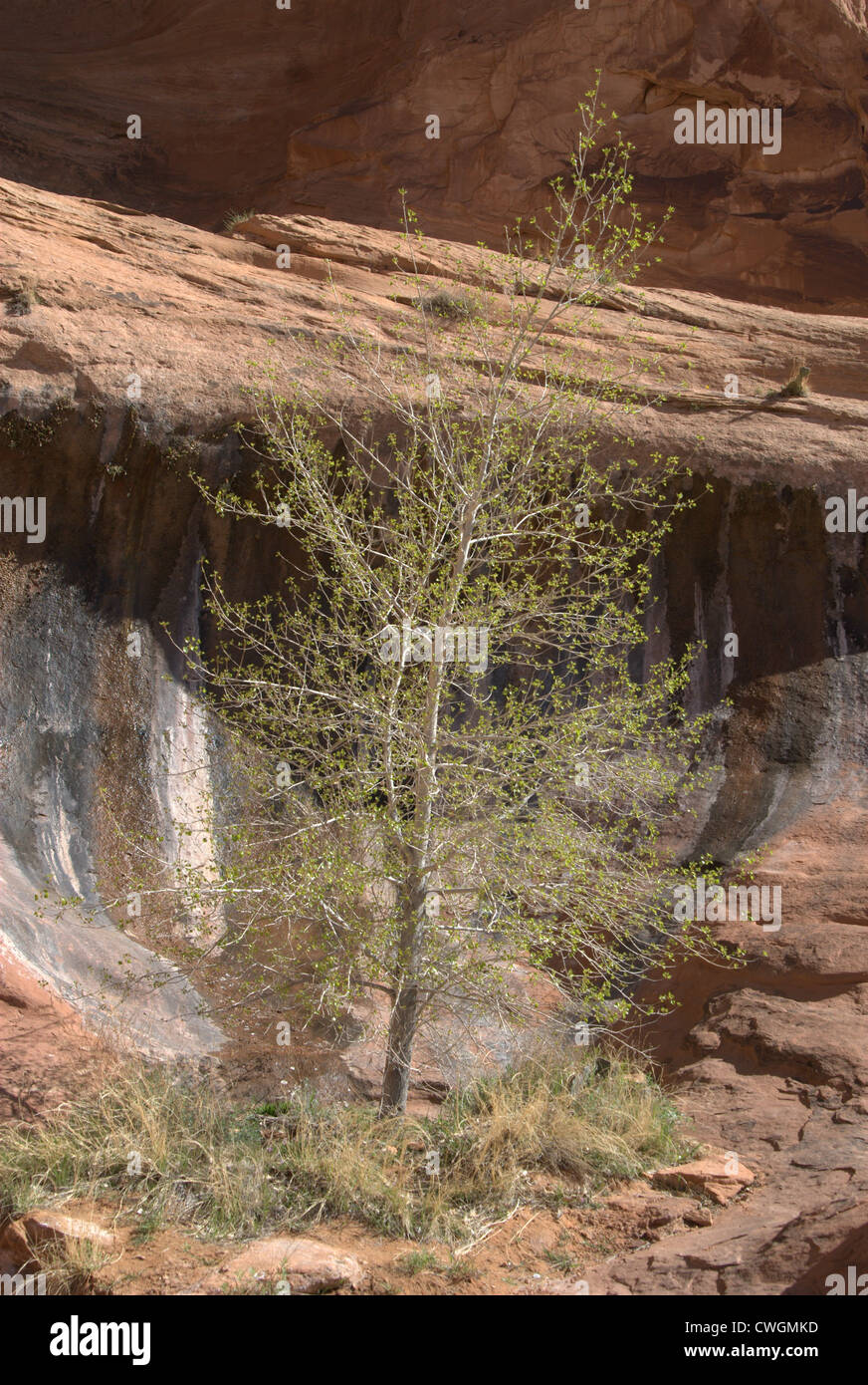 Utah roten Berge Baum vor Felsformation Stockfoto