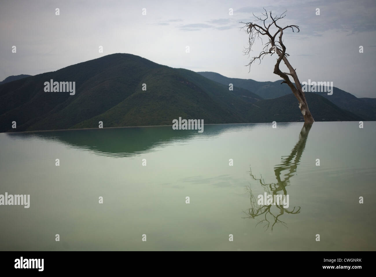 Reflexion der einen trockenen Baum und einem Berg in Hierve el Agua Naturpool in Oaxaca, Mexiko, 18. Juli 2012. Stockfoto