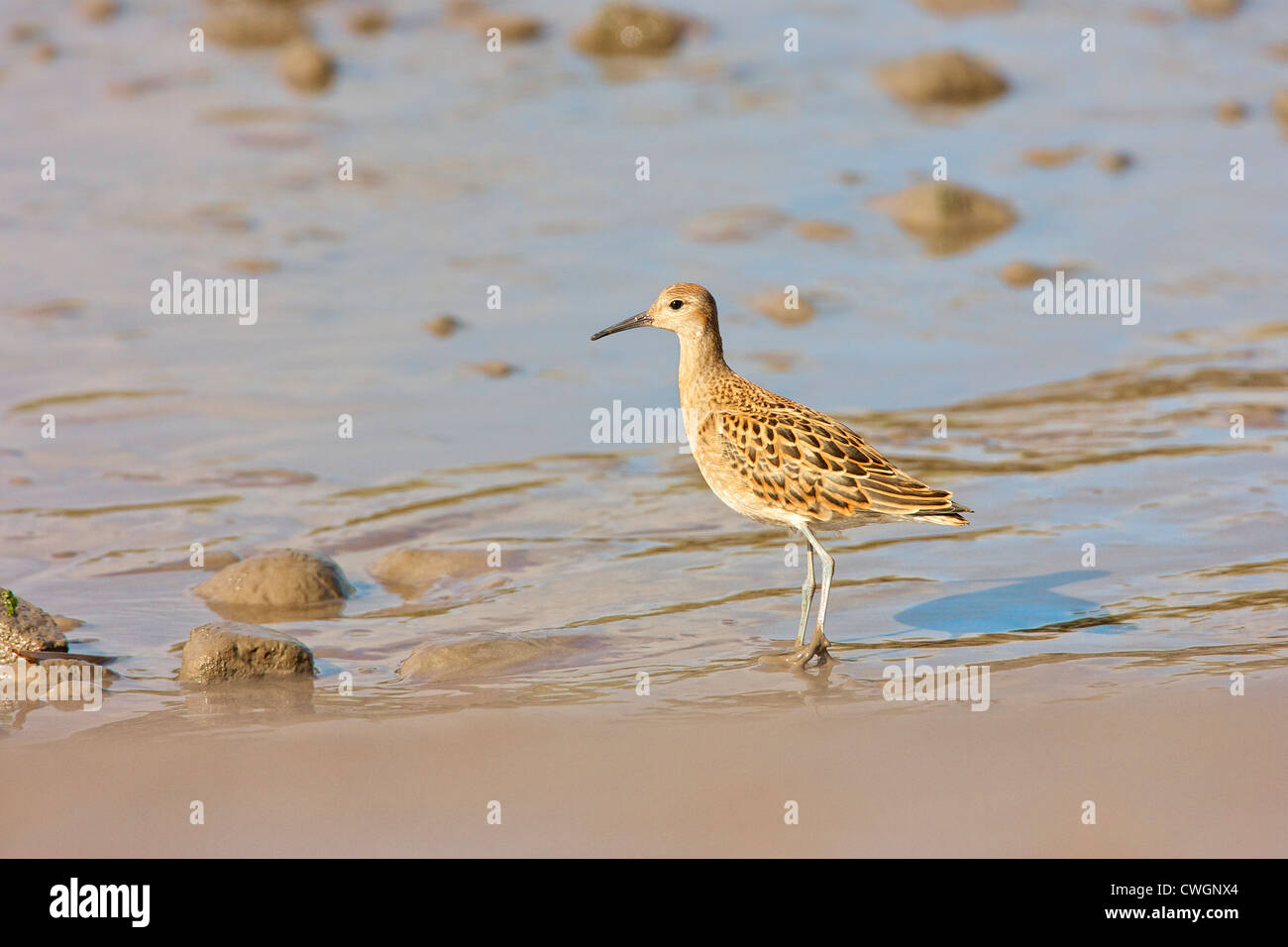 Kampfläufer (Philomachus Pugnax) neben trinken in den Esturary der Juvinile-Kampfläufer ernährt auch, als Anschlag über Herbstzug. Stockfoto