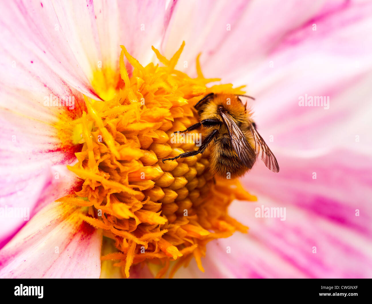 Frühe Hummel ernähren sich von Pollen auf einer Blume Dahlie in einem Garten Cheshire England Vereinigtes Königreich UK Stockfoto